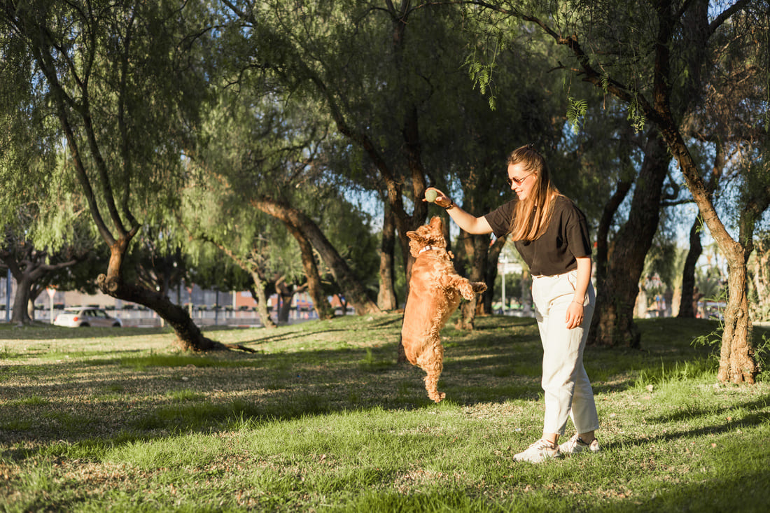 Un éducateur canin à votre écoute en Seine-et-Marne